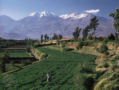 terraced fields in Peru