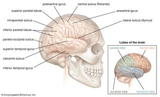 right cerebral hemisphere of the human brain