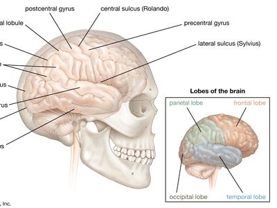 right cerebral hemisphere of the human brain