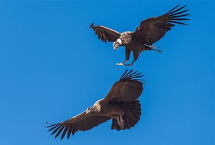 Andean condor