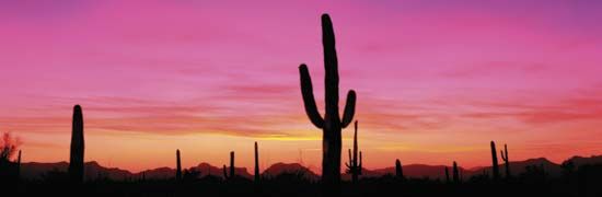 Organ Pipe Cactus National Monument