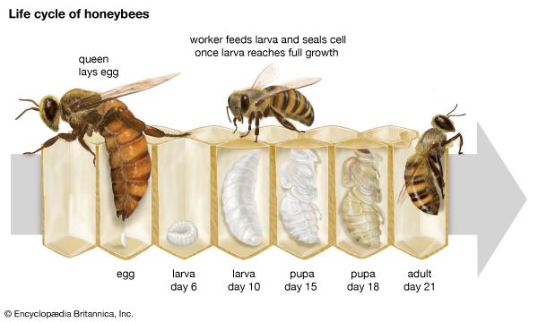 Honeybee life cycle