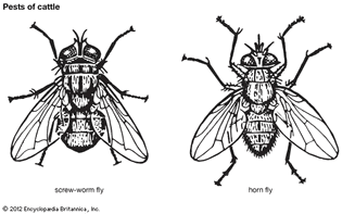 insect pests of cattle