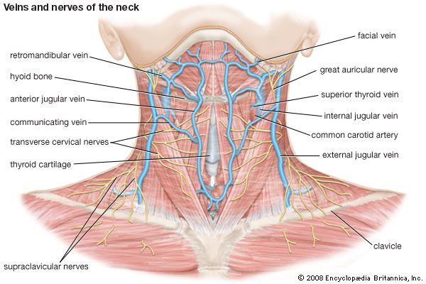 veins and nerves of the neck