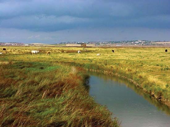 Sheppey, Isle of