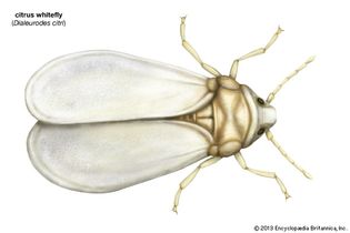 citrus whitefly (Dialeurodes citri)