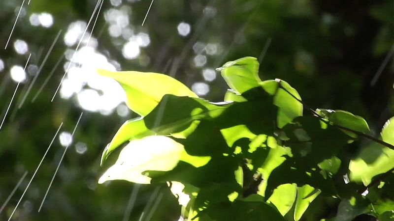 Hear scientist Greg Goldsmith explaining his study of tropical montane cloud forests, especially Monteverde Cloud Forest Biological Reserve in Costa Rica