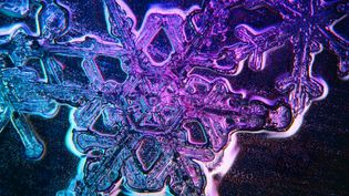 Classify newly formed snow crystals as fernlike stellar dendrites, columns, or needles