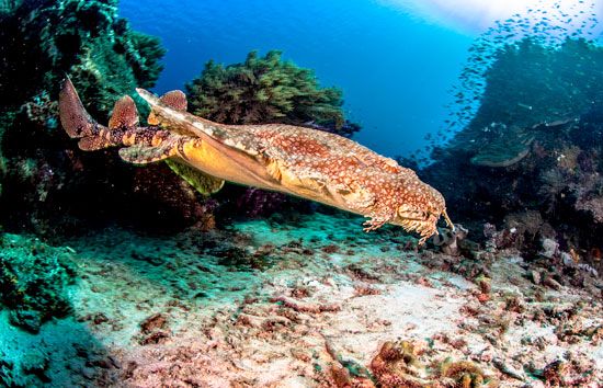 spotted wobbegong (Orectolobus maculatus)