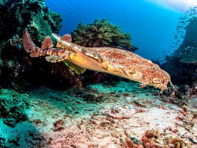 spotted wobbegong (Orectolobus maculatus)