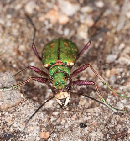 green tiger beetle