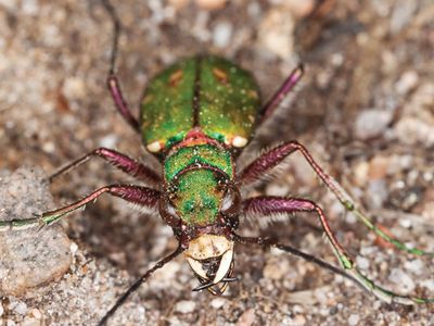 green tiger beetle