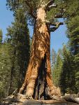 giant sequoia