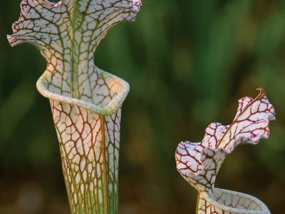 Crimson pitcher plant