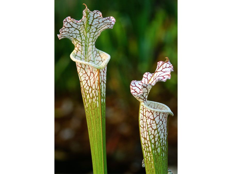 Crimson pitcher plant