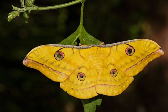 Silk moth