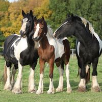 Irish Cobs in autumn pasture, horses