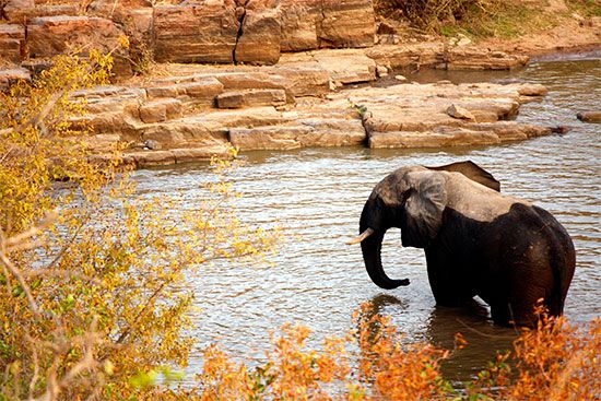 W National Park, Niger