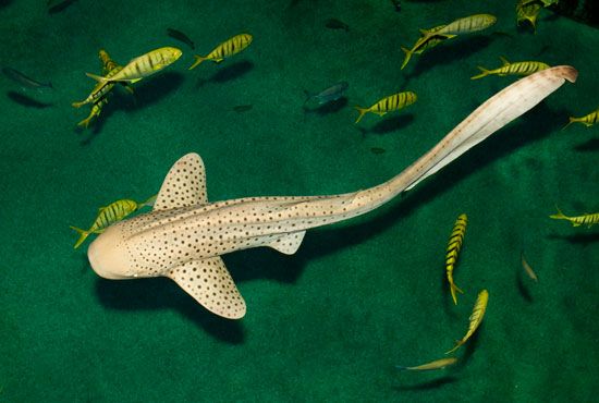 zebra shark (Stegostoma fasciatum)