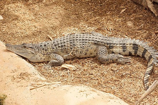 Philippine crocodile (Crocodylus mindorensis)