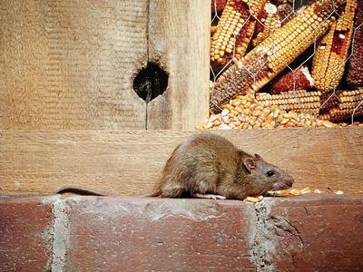 brown rat