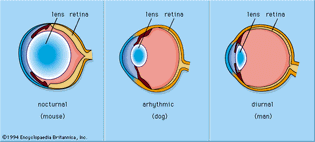 optical arrangements of eyes among nocturnal, arhythmic, and diurnal animals