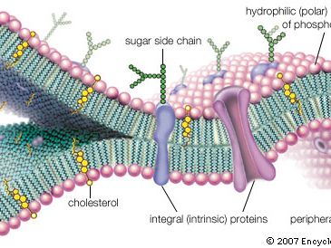 molecular view of the cell membrane