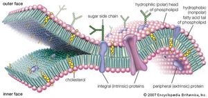 molecular view of the cell membrane