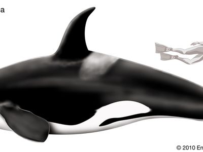 Orca, or killer whale (Orcinus orca).