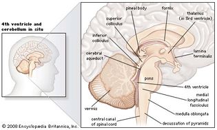 structures of the human brain