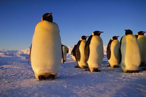 emperor penguin