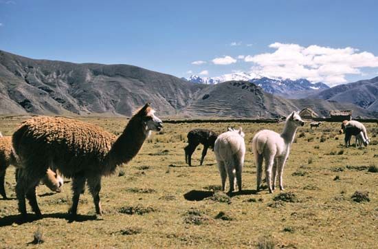 South America: llamas