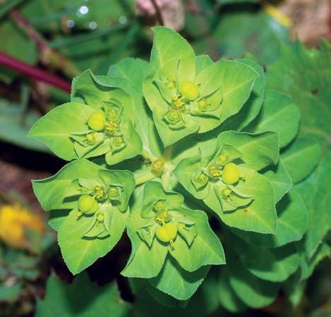 serrated spurge