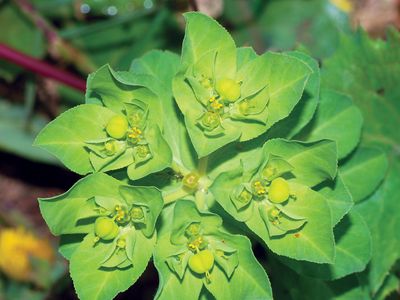 serrated spurge