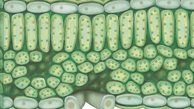 Learn about the structure of chloroplast and its role in photosynthesis