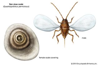 San Jose scale (Quadraspidiotus perniciosus)