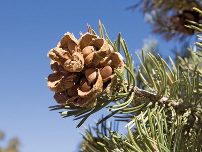 pinyon pine