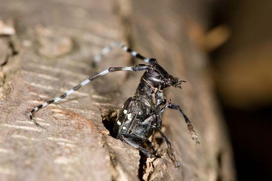 Asian longhorned beetle