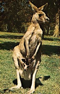 Western gray kangaroo (Macropus fuliginosus).