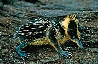 streaked tenrec