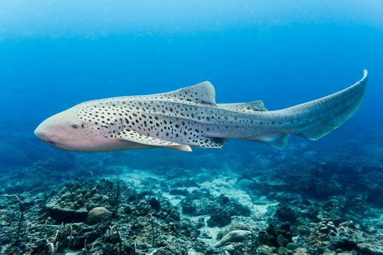 zebra shark (Stegostoma fasciatum)