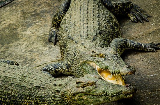 Philippine crocodile (Crocodylus mindorensis)