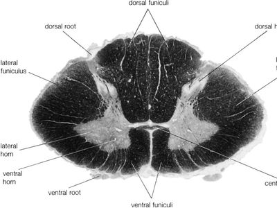 human spinal cord