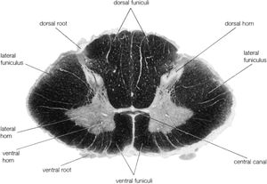 human spinal cord