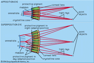 image formation in apposition and superposition eyes