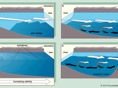 Four main types of estuaries: (A) salt wedge estuary, (B) partially mixed estuary, (C) vertically homogeneous estuary, and (D) fjord (black arrows indicate salt water and white arrows fresh).