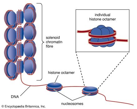 histone; nucleosome