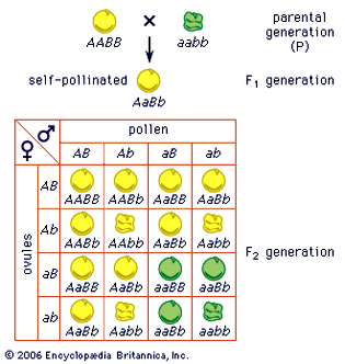 Mendel's law of independent assortment