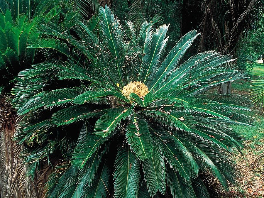 sago palm