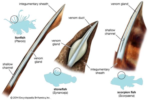 Basic types of venom apparatus of three scorpaeniform fishes.